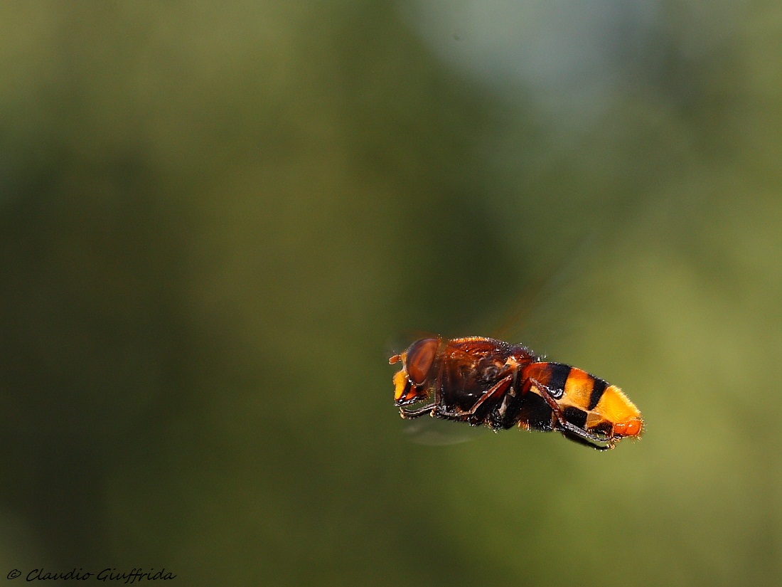 Volucella zonaria